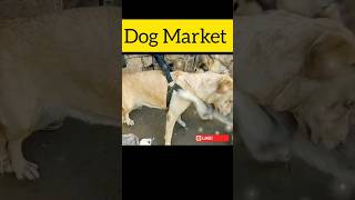 Dog Market Pakistan music babapetsinfo dog shorts youtubeshorts dogowner funny doglover [upl. by Nrublim]