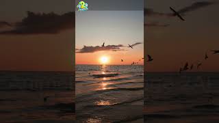 Witness the Majestic Flight of Bird Flocks Across the Sky birds languagelearning2al shorts [upl. by Dualc]