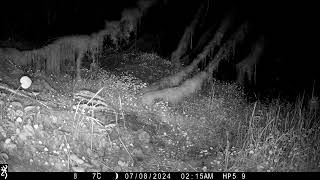 Mouse escapes being seen by the Pine Marten as they go in opposite directions Isle of Skye [upl. by Heisel]