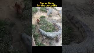 Dinner time for the crocodile [upl. by Anomis]