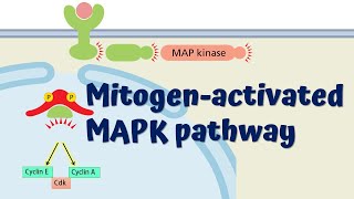 MAPK Signaling Pathway  Animated Explanation [upl. by Ahtnicaj705]