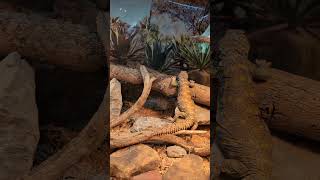 Beautiful Uromastyx uromastyx lizard reptiles petreptile [upl. by Baten]