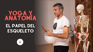 Yoga y anatomía El papel del esqueleto [upl. by Crescantia]