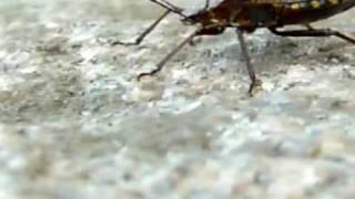 Auf der Mauer auf der Lauer sitzt ne kleine Wanze  Kindermusik [upl. by Lodmilla]