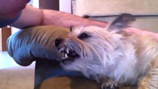 Female cairn terrier love part 1 [upl. by Julienne]