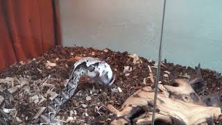 Gaboon Viper live feeding meh footage check description [upl. by Brew219]