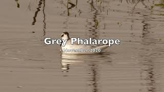 All three Phalaropes same Lancashire location  different years [upl. by Pelson]