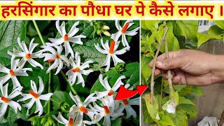 पारिजात की कटिंग लगाने का तरीका  Parijat ki kating kaise lagaye  Harsingar plant kaise lagaen [upl. by Nyrhtakyram]