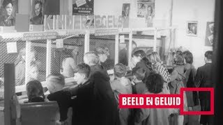 Kinderpostzegelactie 1951 [upl. by Byler360]