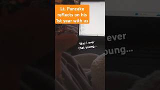 Lt Pancake Reflects On His 1st Year With Us Ft GeekyGeckoCreations  leopardgeckos funny [upl. by Adala]