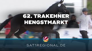 62 Internationaler Trakehner Hengstmarkt in Neumünster [upl. by Humpage]