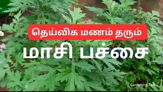 பூஜைக்கு பயன்படும் மூலிகை செடி  வளர்ப்பு  பயன்கள்  Masi pachai  Pathiri GardeningTamil [upl. by Aneeuq]