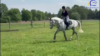 2017 Gelding by Cornet Obolensky Having fun in Field FOR SALE [upl. by Marcelle]