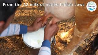 Organic Desi Ghee from Shoonya farms [upl. by Tichonn]