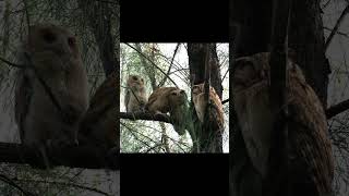 Threes Company Collared Scops Owl Owlets First Day Out birds wildlife thailand [upl. by Buchalter]