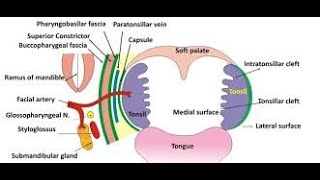 Bed of tonsil ASMnemonic tonsillar bed [upl. by Yorled]