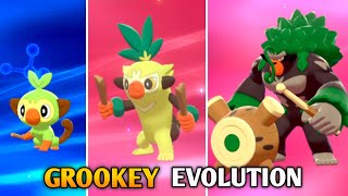 How To Evolve Grookey Into Thwackey amp Rillaboom In Pokemon Sword amp Shield  Galar Pokedex [upl. by Nyrek150]