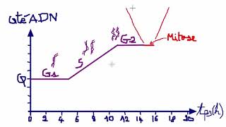 Variation taux dADN pendant la MITOSE le résumé qui aide [upl. by Witha940]