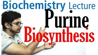 Purine biosynthesis [upl. by Leal]