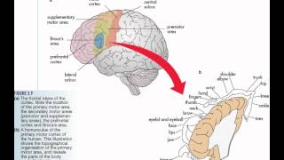 Lobes of the Brain Cerebrum Anatomy and Function Cerebral Cortex [upl. by Solenne46]