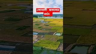 ফসলের মাঠ। djineo nature dronevideo drome camaro [upl. by Lemhaj]