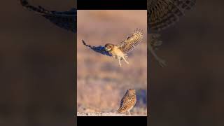 Photographing a family of Burrowing Owls owl birds burrowingowl wildlife owlphotography [upl. by Ellenid456]