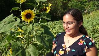 Heliconias el tour de girasoles en Catarina [upl. by Chauncey]