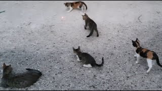 The kittens have fun chasing the red laser light [upl. by Hendrik469]