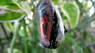 monarch butterfly emerging from chrysalis [upl. by Ozzy992]