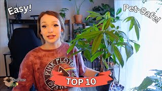 🐱10 Easy Care and PetSafe Indoor Plants  Houseplants That Are Safe for Your PetsTips amp Tricks [upl. by Alec11]