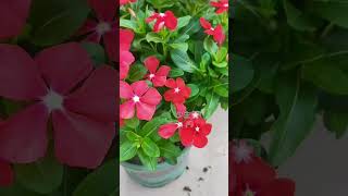 Remove grasses from pot flower shortvideo flowers floweringplant gardenflower nature [upl. by Fatsug]