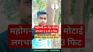 Mahogany tree farmingअफ्रीकन महोगनी 10 साल में 3 फिट shivashakti agriculture shortvideo plants [upl. by Dloniger]