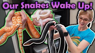 Waking up Snakes from Hibernation [upl. by Yacano]