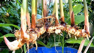 How to grow galangal in pot from cutting young tube [upl. by Shelbi]