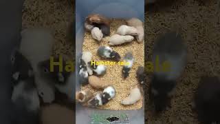 Syrian hamster sale madurai hamsters syriyan hamster rodent petsale maduraipets [upl. by Voletta]