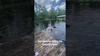 Newfoundland dog swimming [upl. by Enoid]