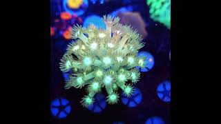 goniopora meerwasseraquaristik aquarium coraltank coral [upl. by Aneed688]