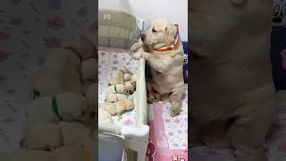 Ase bhole ban ke hai bethe 😍🐕 labradorpuppies labradormom mypetoscar viral trendingshorts love [upl. by Ainyt252]