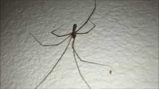 Huge Daddy Long Leg Spider [upl. by Aufa]