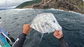 Anchova ataca pescadores em Ilhabela  buzyfish [upl. by Nena]