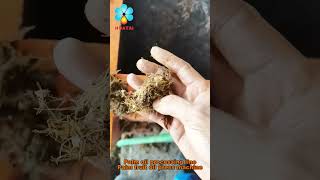 High efficiency double screw palm oil press machine running video  Palm oil processing unit [upl. by Phylys]