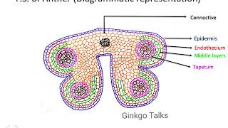 Anther Wall Structure and Function of various layers [upl. by Edyaw]