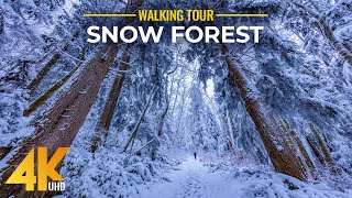 4 HRS Walking in a Snow Forest  4K Winter Virtual Hike with Creaking Snow Sound [upl. by Pitzer]