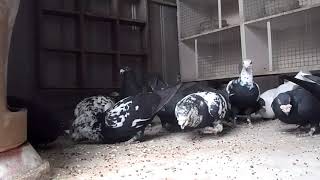 Racing Pigeons quotHiSpeed Loftsquot Tiger Grizzles Part 2 Willi Thiele [upl. by Hirsh]