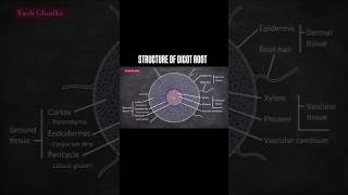 Dicot Root  dicotroot viralshorts viralvideo anatomyoffloweringplants class11th [upl. by Aynotan567]