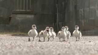 The Mighty Ducks  Irelands Fittest Family  RTÉ One [upl. by Egiedan]