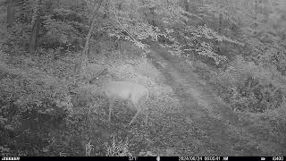 TRAIL CAM CAUGHT ONE LONELY DEER BY IT SELF EATING [upl. by Toomin]