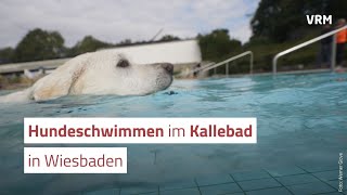 Hundeschwimmen im Wiesbadener Kallebad [upl. by Jemimah]