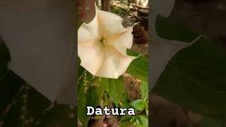 Datura stramoniumthorn applepoisonous flowering plant of the nightshade family Solanaceae [upl. by Augustina]