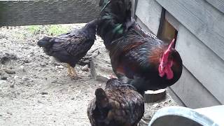 Chickens Kippen Rooster Hens  wwwkippenpaginanl [upl. by Rehpinej]